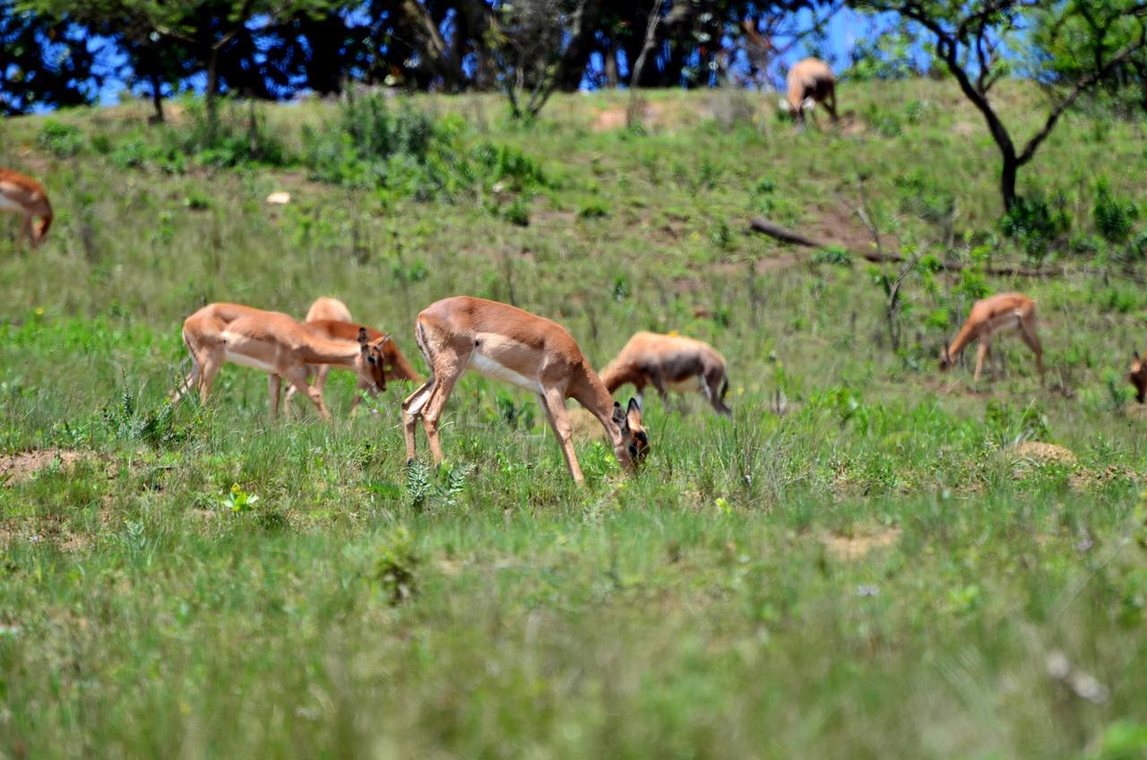 Phezulu Safari Park Villa Botha's Hill Exterior photo